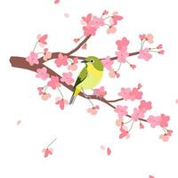 rouxinol em uma ramo do cereja flores. símbolo do a chegada do Primavera e amar. vetor fundo para Casamento convites dentro japonês estilo. retro Projeto. Rosa sakura e ugusu.