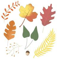 outono folhas definir. isolado vetor ilustração. colorida outono folha coleção.