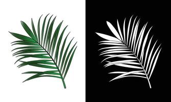 vetor tropical folhas Palma ramo realista quadro, Armação composição.