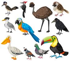 Diferentes tipos de aves selvagens vetor