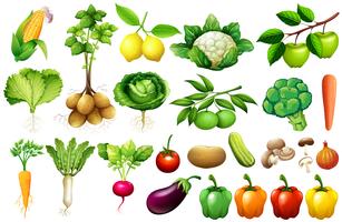 Vários tipos de vegetais vetor