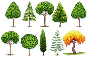 Conjunto de diferentes tipos de árvores vetor
