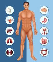 Diagrama mostrando homem humano e diferentes órgãos vetor