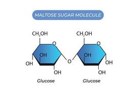 maltose açúcar molécula. glicose e glicose vetor