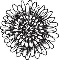 vetor Preto e branco gráfico ilustração do crisântemo flor, mão retirou.
