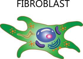 colágeno e fibroblasto. pele com colágeno fibras e células este sintetizar colágeno. fechar-se do fibroblasto estrutura vetor