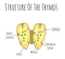 timo humano órgão e glândula anatomia com pulmões e tireoide dentro uma 3d ilustração estilo. vetor