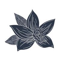 ilustração gravada em silhueta de flor de baunilha vetor