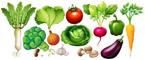 Diferentes tipos de vegetais
