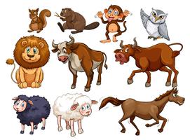 Animais selvagens em vários tipos