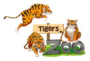 Três tigres no zoológico vetor