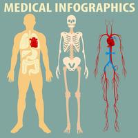 Infográfico médico do corpo humano vetor