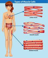 Uma anatomia humana do músculo vetor