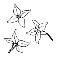 vetor minúsculo flores do mar espinheiro com quatro pétalas floral ilustração. Preto e branco gráfico plantar desenhando dentro simples minimalista estilo para médico plantas, ervas e orgânico produtos Projeto.