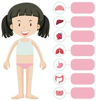 Menina e diferentes partes do corpo vetor