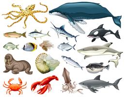 Conjunto de diferentes tipos de animais marinhos vetor