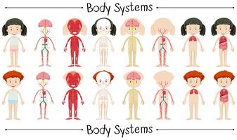 Sistema corporal de menino e menina vetor