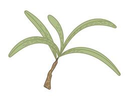 isolado mar espinheiro ramo com folhas. natural verde plantar, vetor plano ilustração.