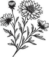 Preto e branco áster flor esboço vetor coloração livro página para adultos e crianças flores áster com folhas brotos desenhado à mão flores, isolado em branco fundo tinta ilustração coloração Páginas