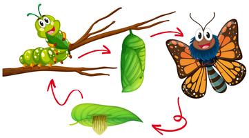 Diagrama de ciclo de vida da borboleta vetor
