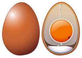 Uma anatomia de ovos de galinha vetor