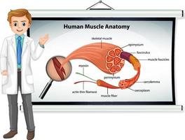 anatomia do músculo humano com anatomia do corpo vetor