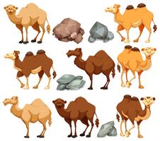 Camelo em poses diferentes vetor