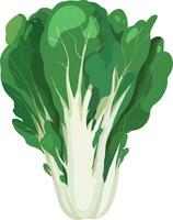 bok choy. pak choy. ásia vegetal ilustração vetor. vetor