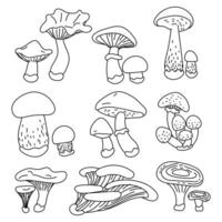 conjunto do contornado comestível cogumelos com nomes. vetor ilustrações do comestível cogumelos do a outono floresta. rabisco ilustrações dentro preto, contorno, esboço em branco. plano ilustração para coloração