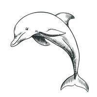 uma alegre golfinho pulando Fora do a água. vetor ilustração dentro gravação estilo. clipart para a emblema fez com uma fino Preto linha em uma branco fundo.