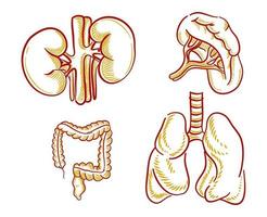 conjunto de ilustração de órgãos humanos para elemento de design vetor