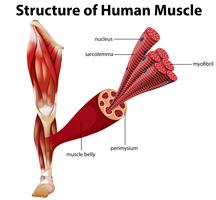 Uma estrutura do músculo humano