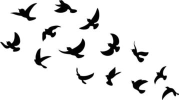 silhueta do pássaro preto contra um fundo branco sem céu. vetor