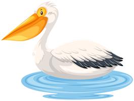 Pelicano sentado na água vetor