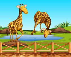 Duas girafas em um zoológico vetor