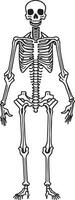 esqueleto ilustração Preto e branco vetor