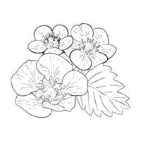 vetor conjunto do mão desenhado morango flores isolado flores e folhas em branco fundo. vetor, linha ilustração. impressão para tecido, embalagem, rótulo, poster, imprimir. coleção do esboços para.