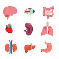 órgão interno de anatomia humana com cérebro, pulmões, intestino, coração, rim, pâncreas, baço, fígado e estômago. ilustração vetorial isolada vetor