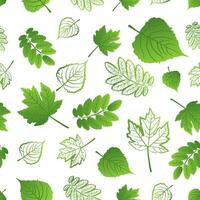 desatado padronizar do fresco diferente suculento verde folhas em uma branco fundo vetor