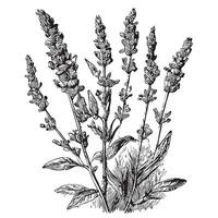 lavanda flores mão desenhado esboço flores silvestres vetor ilustração