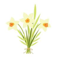 ramalhete do amarelo narcisos amarrado com uma corda. Primavera flores ilustração para decoração, cartão postal, impressão vetor
