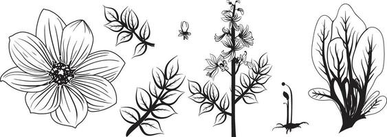 botânico linha arte, floral ramo e minimalista flores para logotipo ou tatuagem. mão desenhado linha Casamento erva, elegante folhas vetor