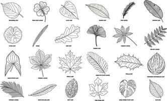 mão desenhado vetor ilustração grande conjunto do diferente folhas isolado em branco fundo