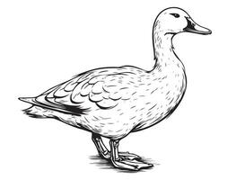 Pato em pé esboço mão desenhado vetor ilustração pássaros Caçando