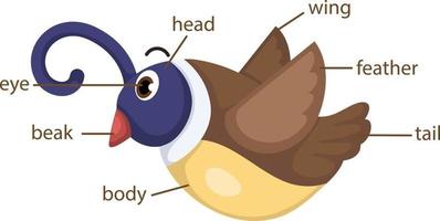 vocabulário pássaro parte do vetor do corpo