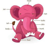 vocabulário do elefante, parte do vetor do corpo