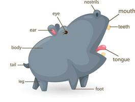 vocabulário hipopótamo, parte do vetor do corpo