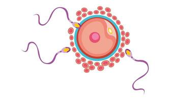 fertilização processo com passo a passo esperma ovo e zigoto Renderização célula vetor projeto,