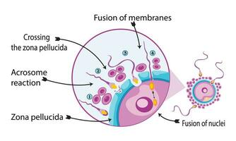 fertilização processo com passo a passo esperma ovo e zigoto Renderização célula vetor projeto,