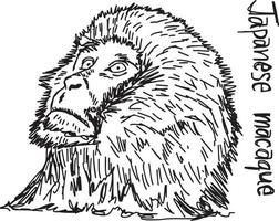macaco japonês - desenho de ilustração vetorial desenhado à mão vetor